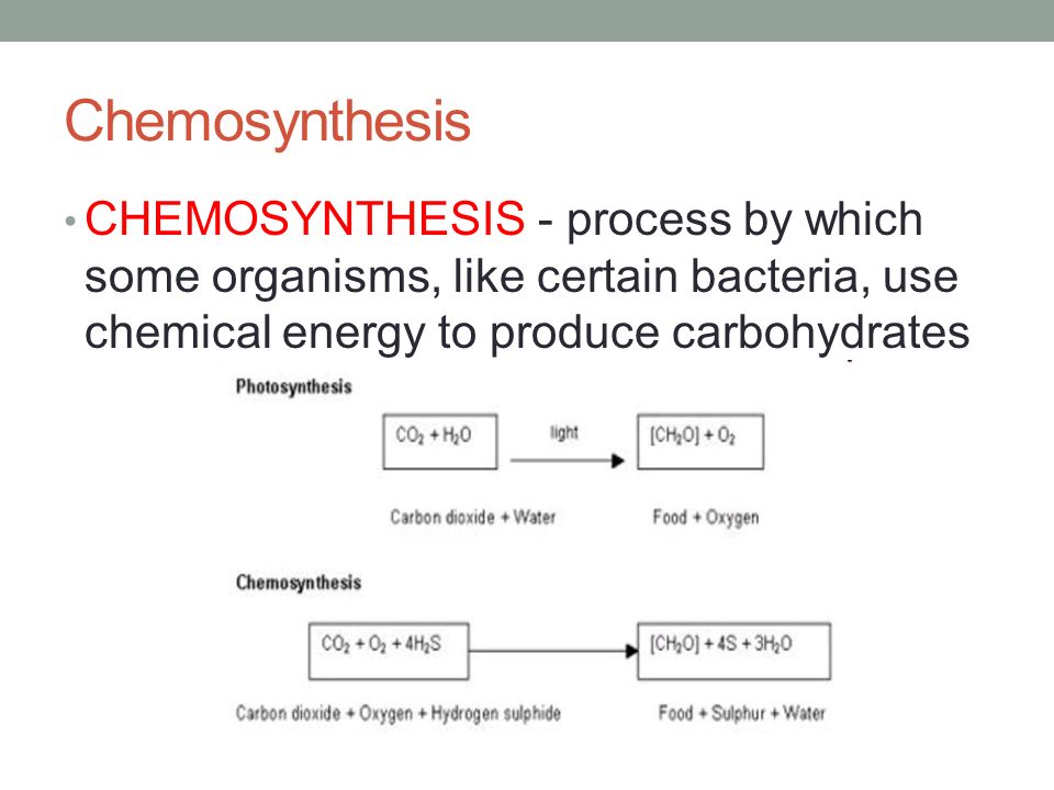 What Are the Reactants of Photosynthesis?